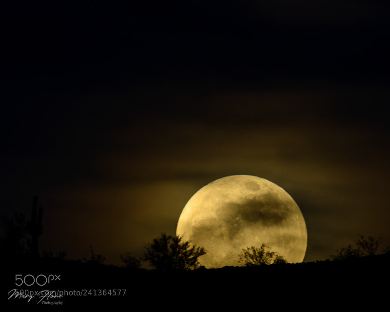 Nikon D7100 sample photo. Wolf moon photography