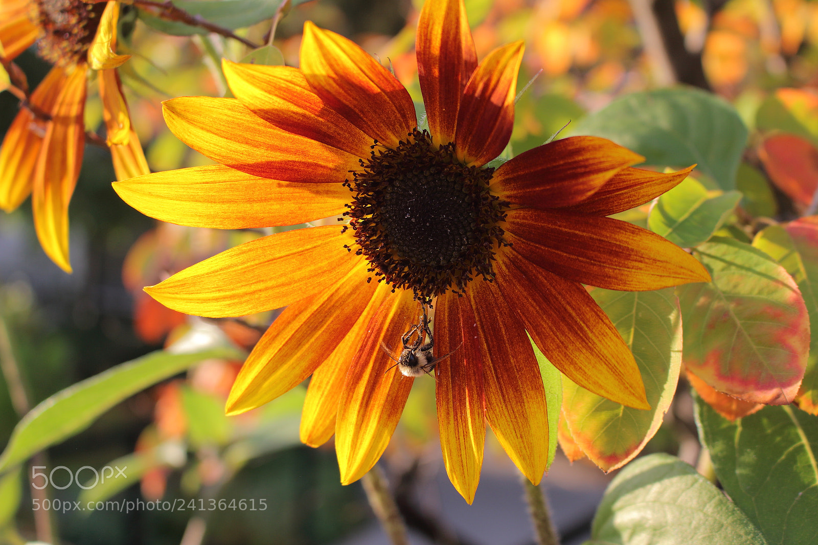 Canon EOS 100D (EOS Rebel SL1 / EOS Kiss X7) sample photo. Touch the sun photography