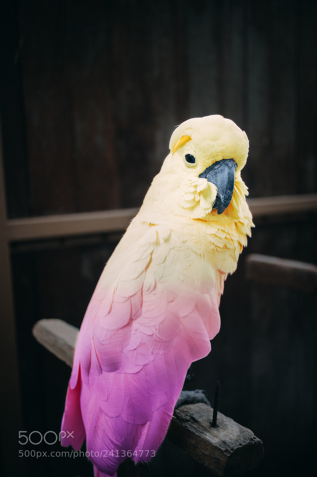 Canon EOS M sample photo. "are you okay?" photography