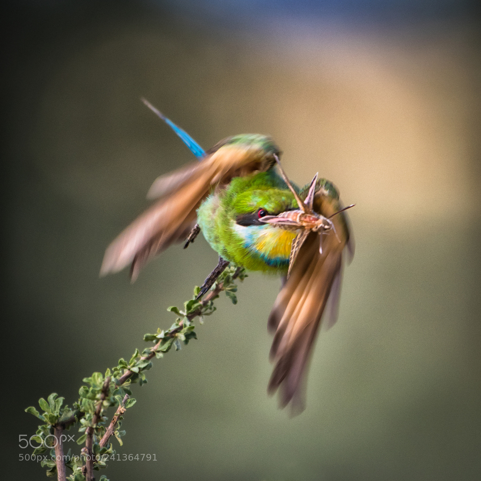Nikon D500 sample photo. Swallow tail bee eater photography