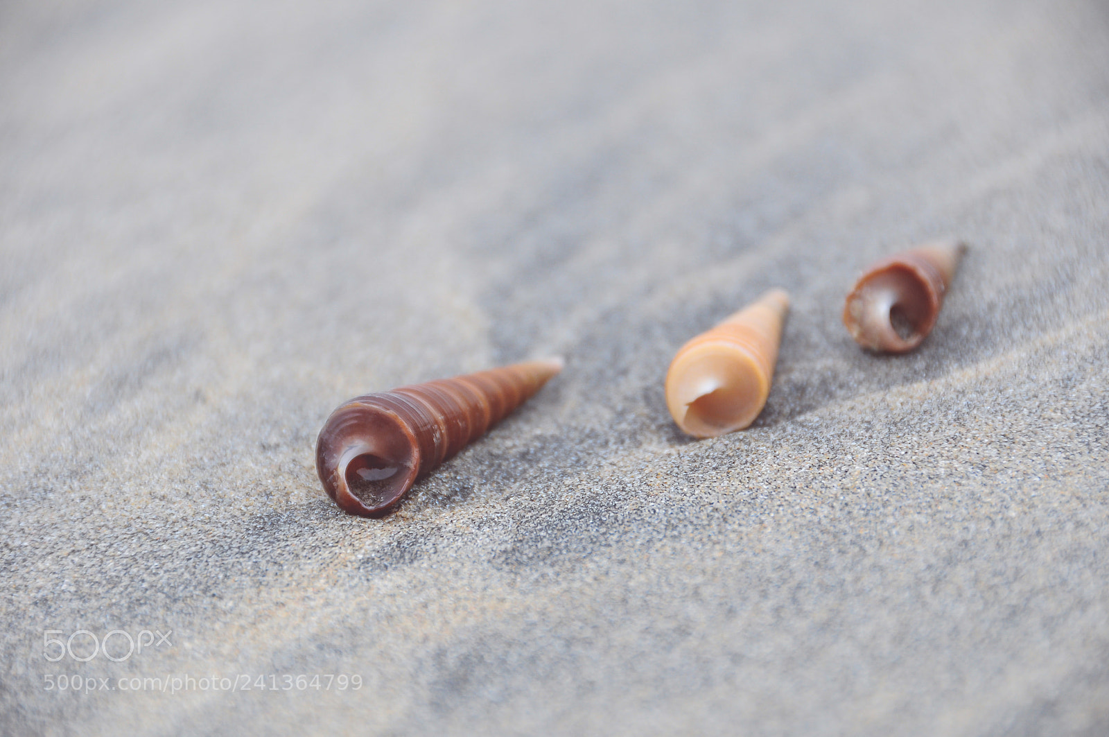 Nikon D300S sample photo. *** photography