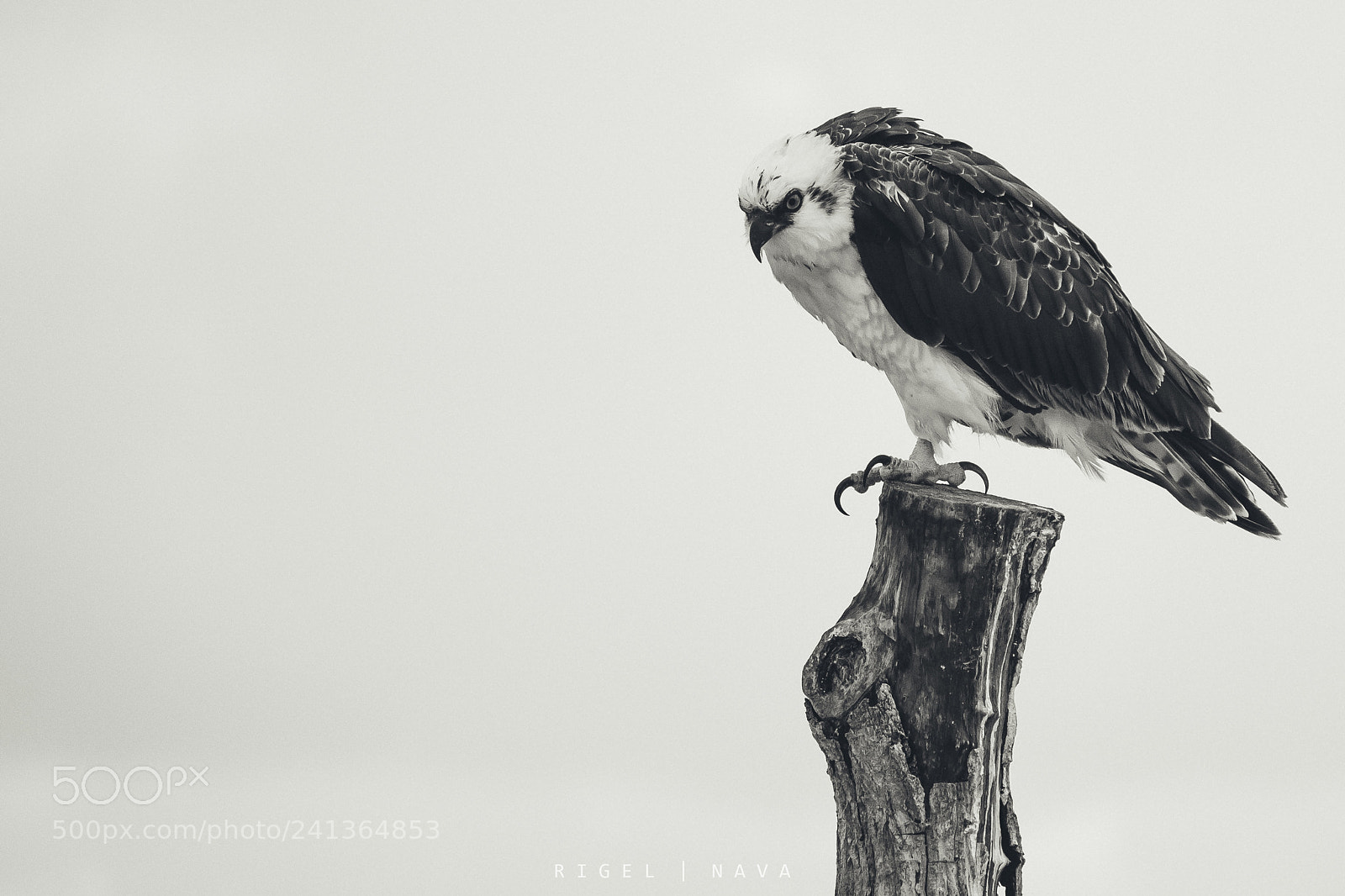 Canon EOS 60D sample photo. Osprey photography