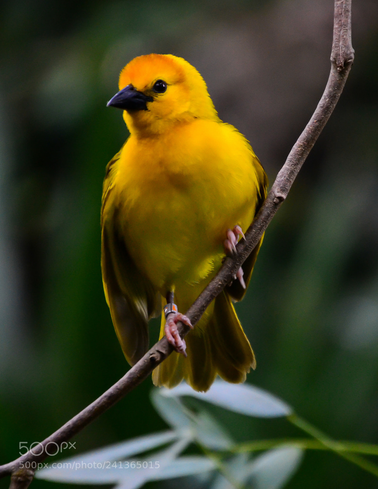Nikon D3100 sample photo. Bird photography