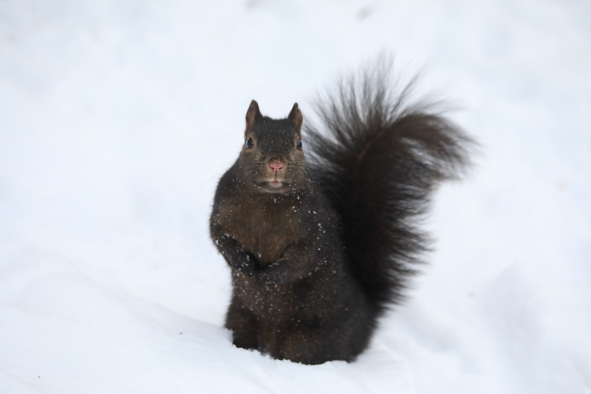 Canon EF 70-300mm F4-5.6 IS USM sample photo. Extreme cold photography