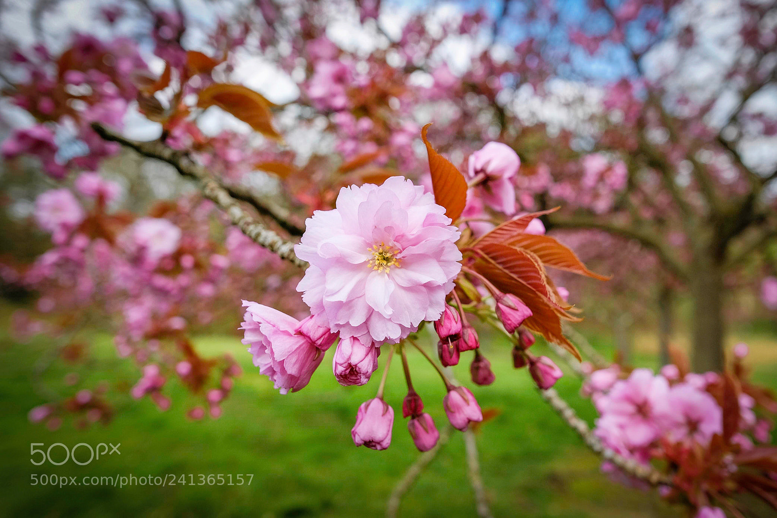 Fujifilm X-T1 sample photo. Valley gardens blossom photography