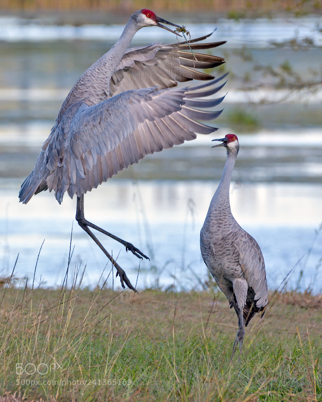 Nikon D7200 sample photo. Sand hill crane photography