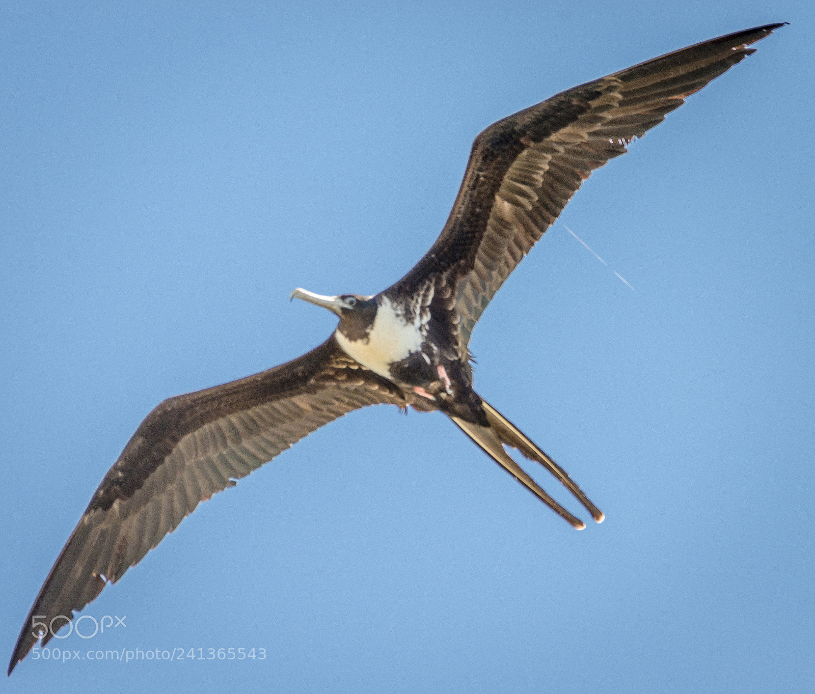 Nikon D800 sample photo. Female frigatebird. photography
