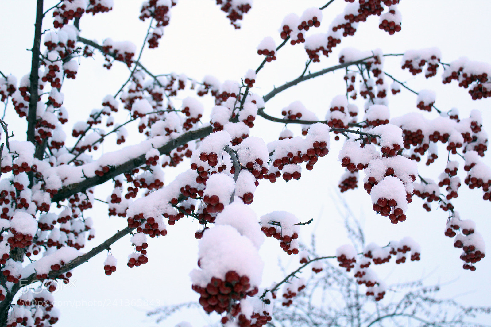 Canon EOS 1200D (EOS Rebel T5 / EOS Kiss X70 / EOS Hi) sample photo. Outdoor christmas photography
