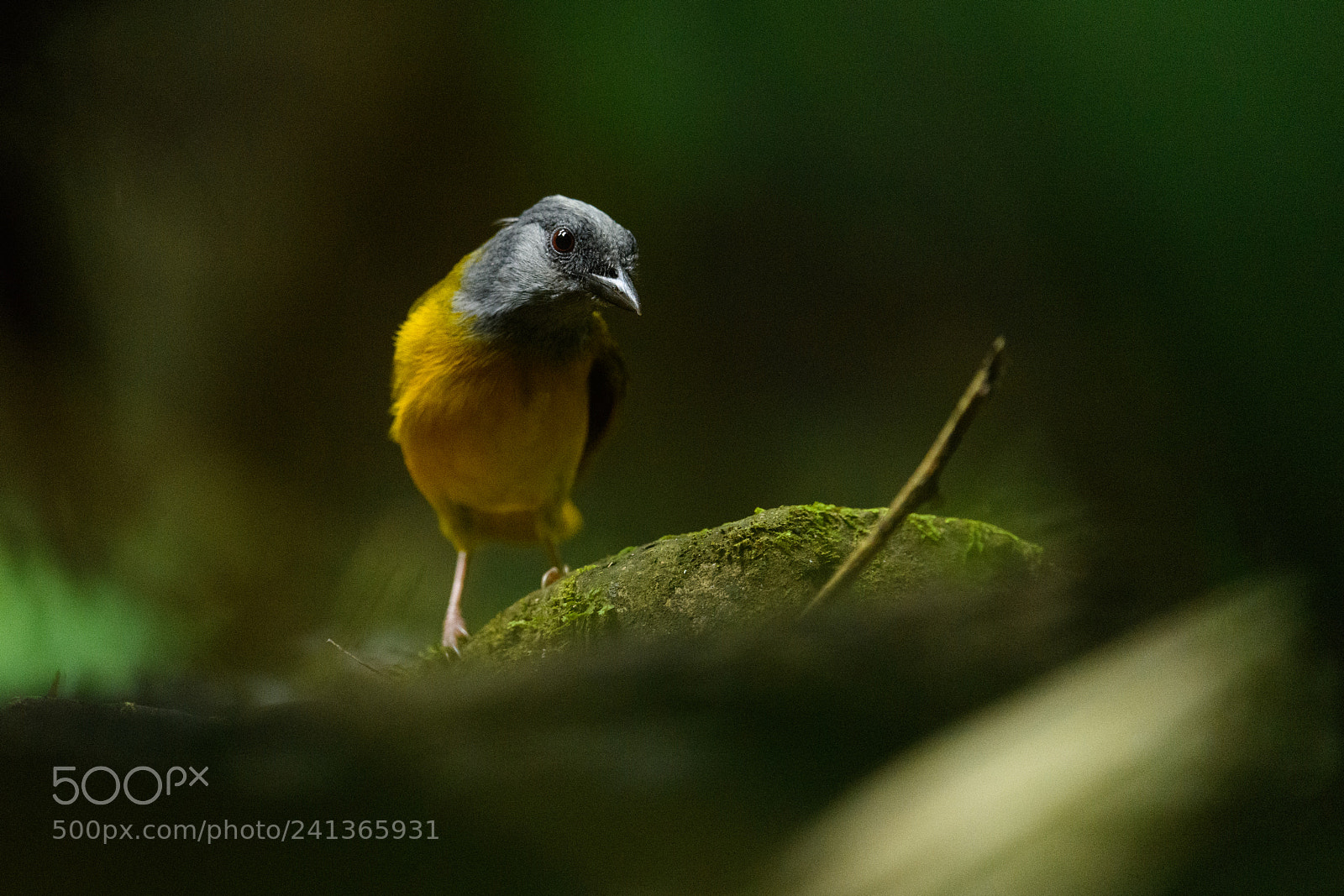 Nikon D850 sample photo. Grey headed ant tanager photography