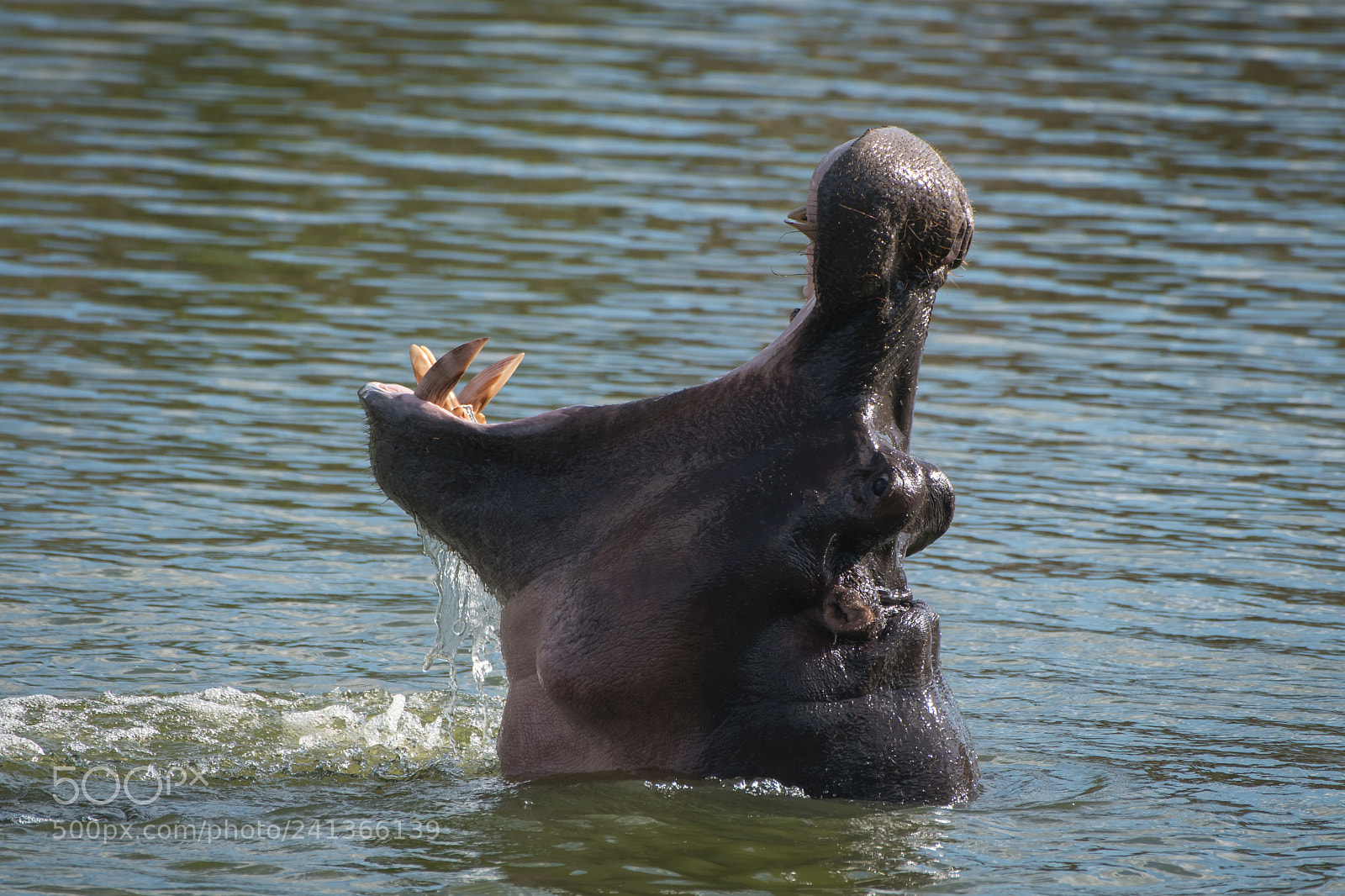 Nikon D500 sample photo. Trophy pose photography