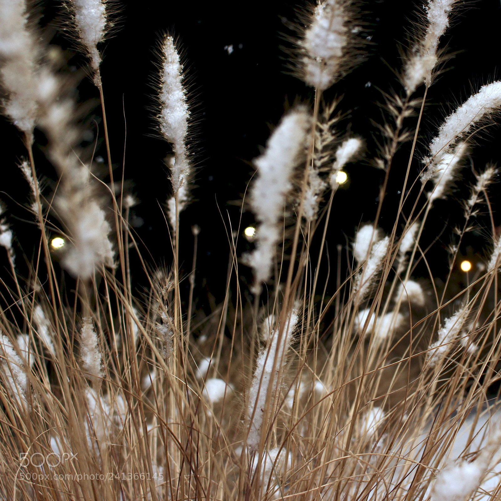 Canon EOS 100D (EOS Rebel SL1 / EOS Kiss X7) sample photo. Silver and gold photography