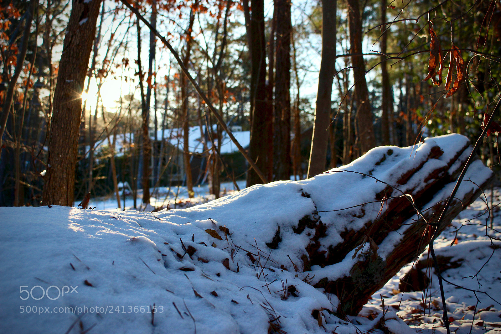 Canon EOS 100D (EOS Rebel SL1 / EOS Kiss X7) sample photo. Snowy morning sun rise photography