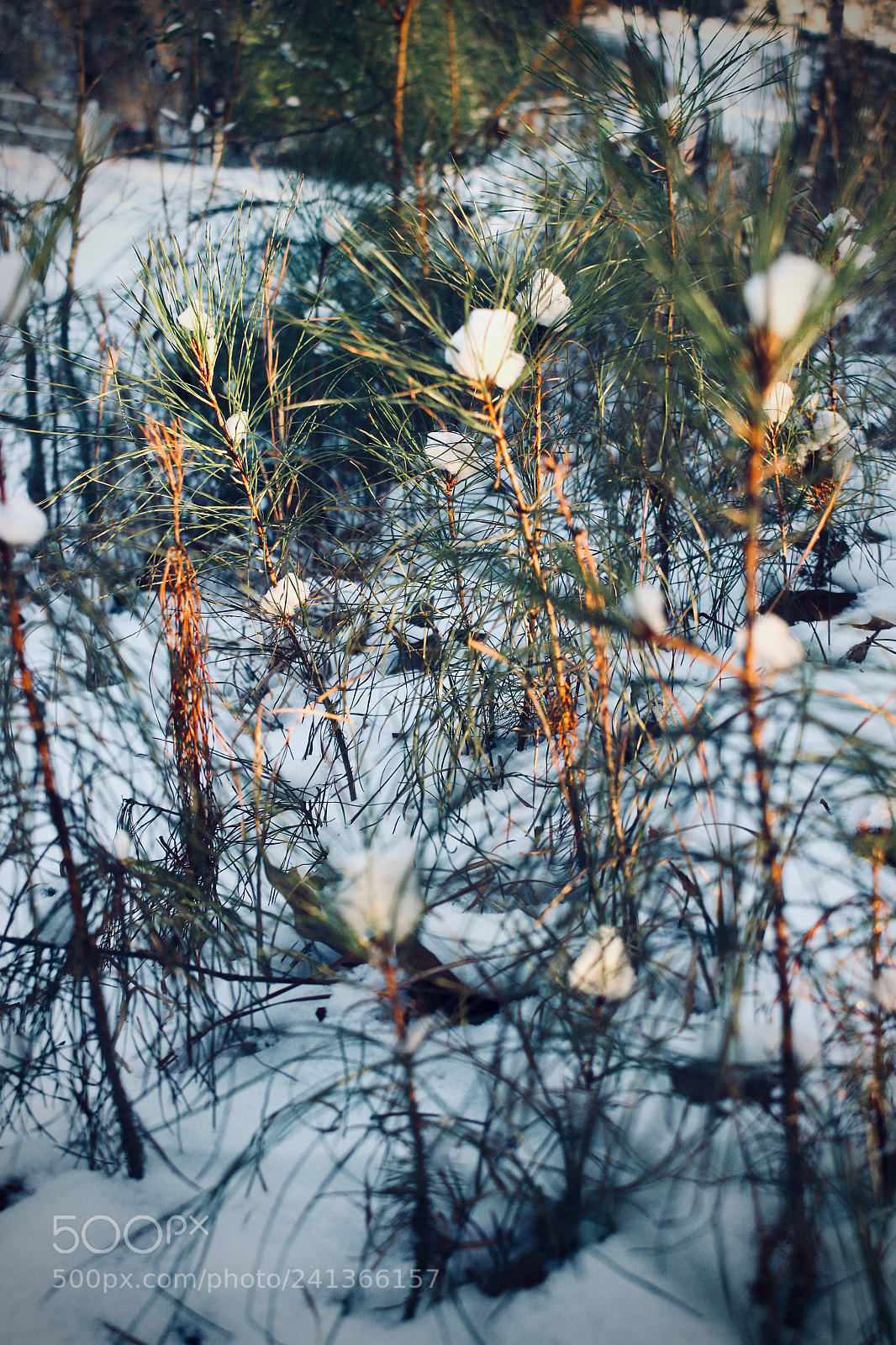 Canon EOS 100D (EOS Rebel SL1 / EOS Kiss X7) sample photo. Mini snow covered forest photography