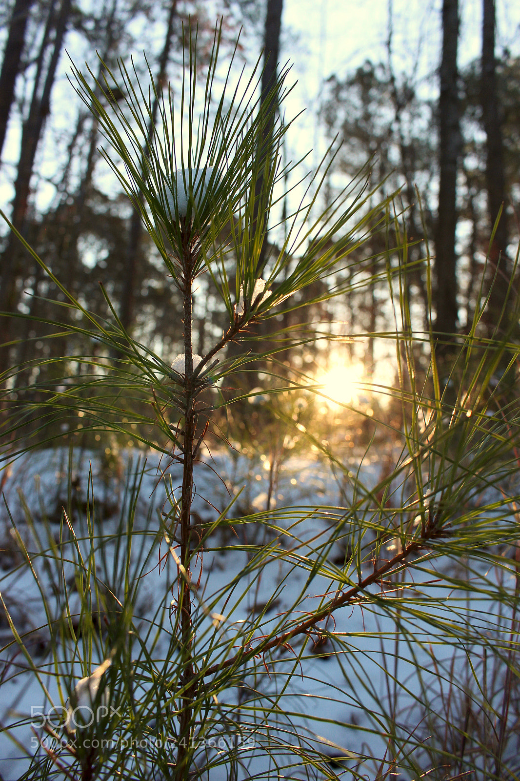 Canon EOS 100D (EOS Rebel SL1 / EOS Kiss X7) sample photo. Snowy morning sun rise photography