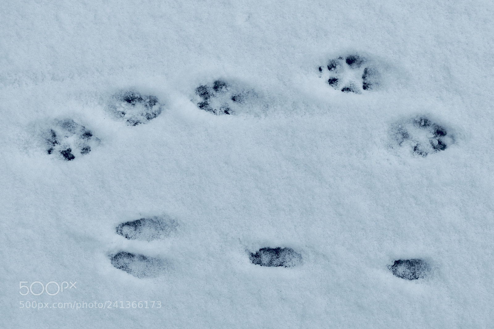 Canon EOS 100D (EOS Rebel SL1 / EOS Kiss X7) sample photo. Cold paws photography