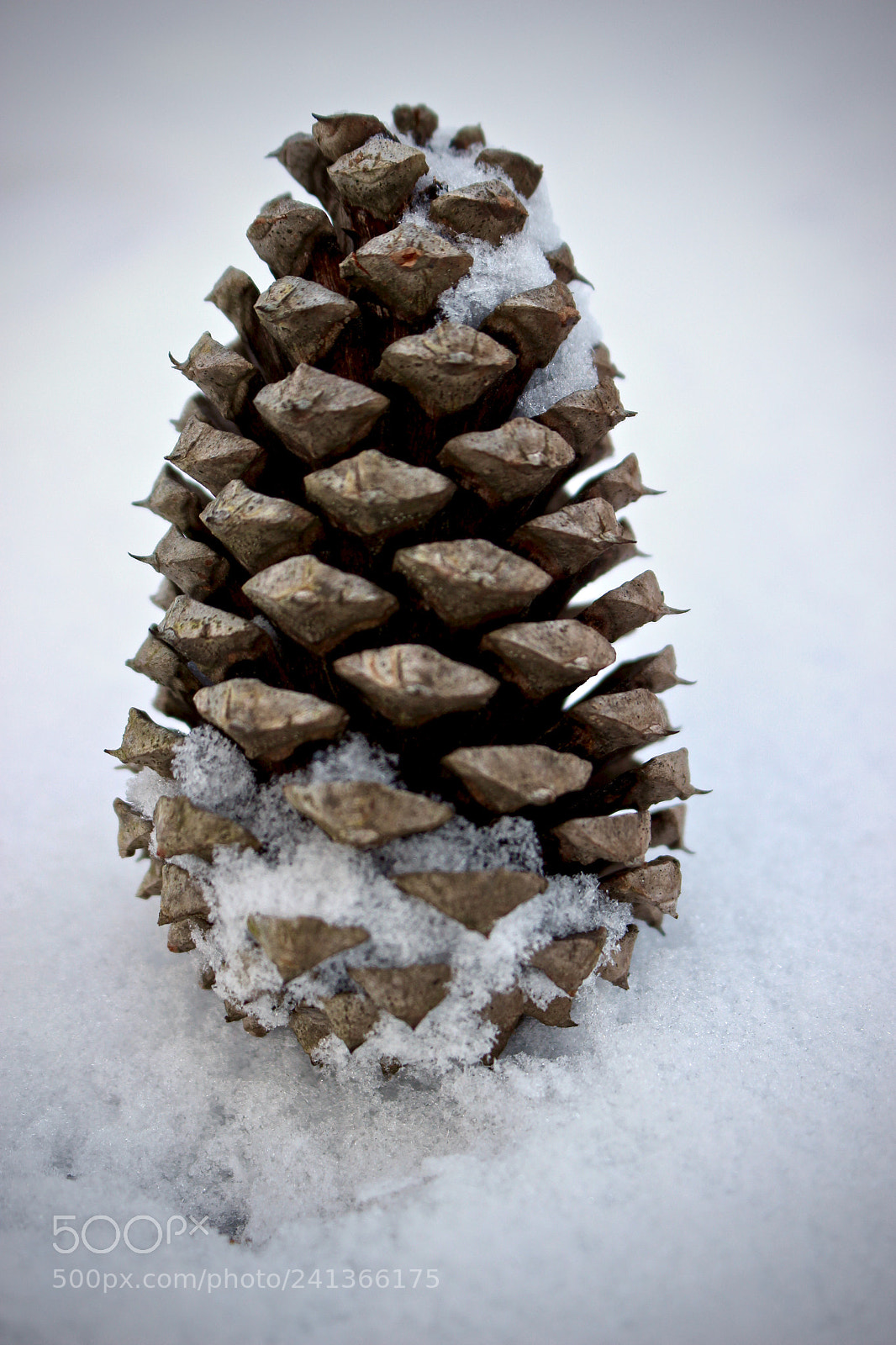 Canon EOS 100D (EOS Rebel SL1 / EOS Kiss X7) sample photo. Winter pine cone photography