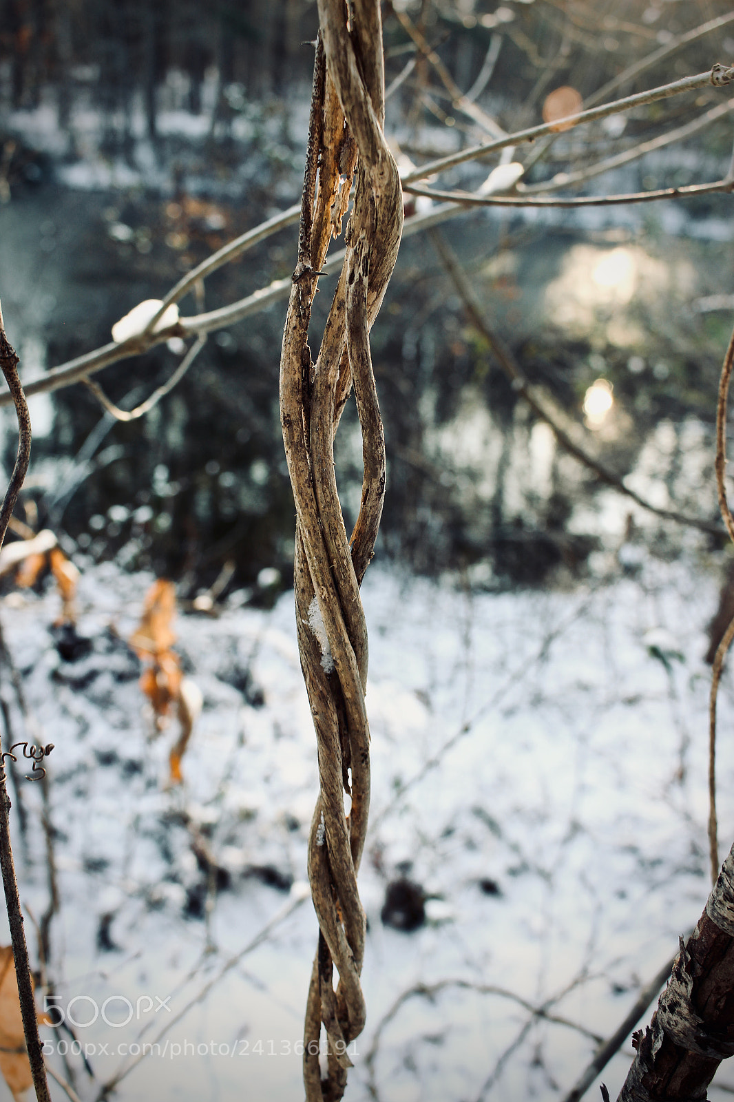 Canon EOS 100D (EOS Rebel SL1 / EOS Kiss X7) sample photo. Twisted cold photography