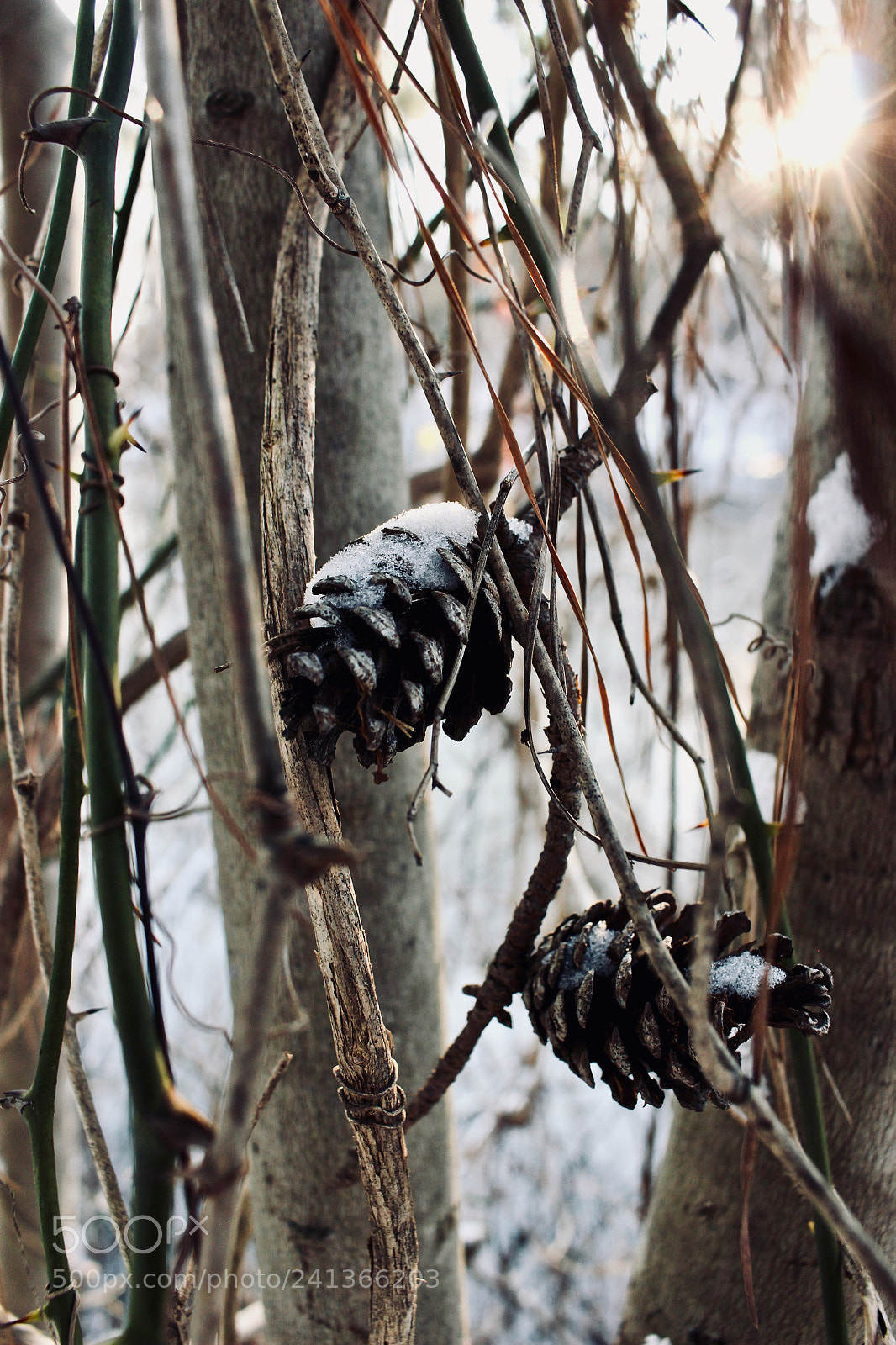 Canon EOS 100D (EOS Rebel SL1 / EOS Kiss X7) sample photo. Winter pine cone photography