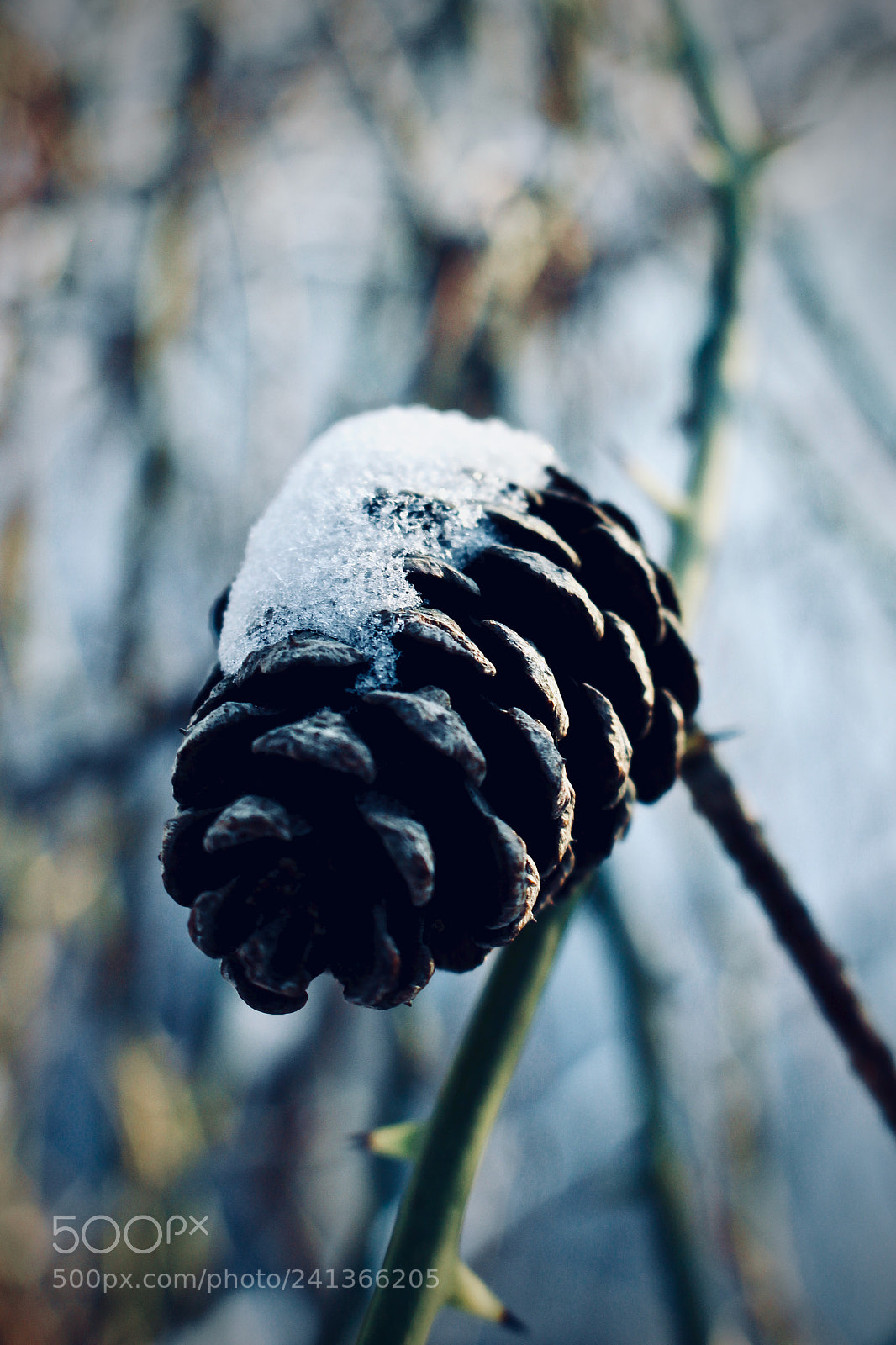 Canon EOS 100D (EOS Rebel SL1 / EOS Kiss X7) sample photo. Winter pine cone photography