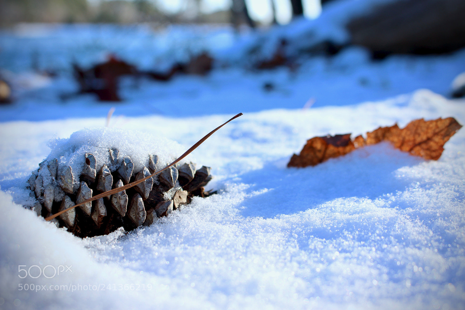 Canon EOS 100D (EOS Rebel SL1 / EOS Kiss X7) sample photo. Winter pine cone photography