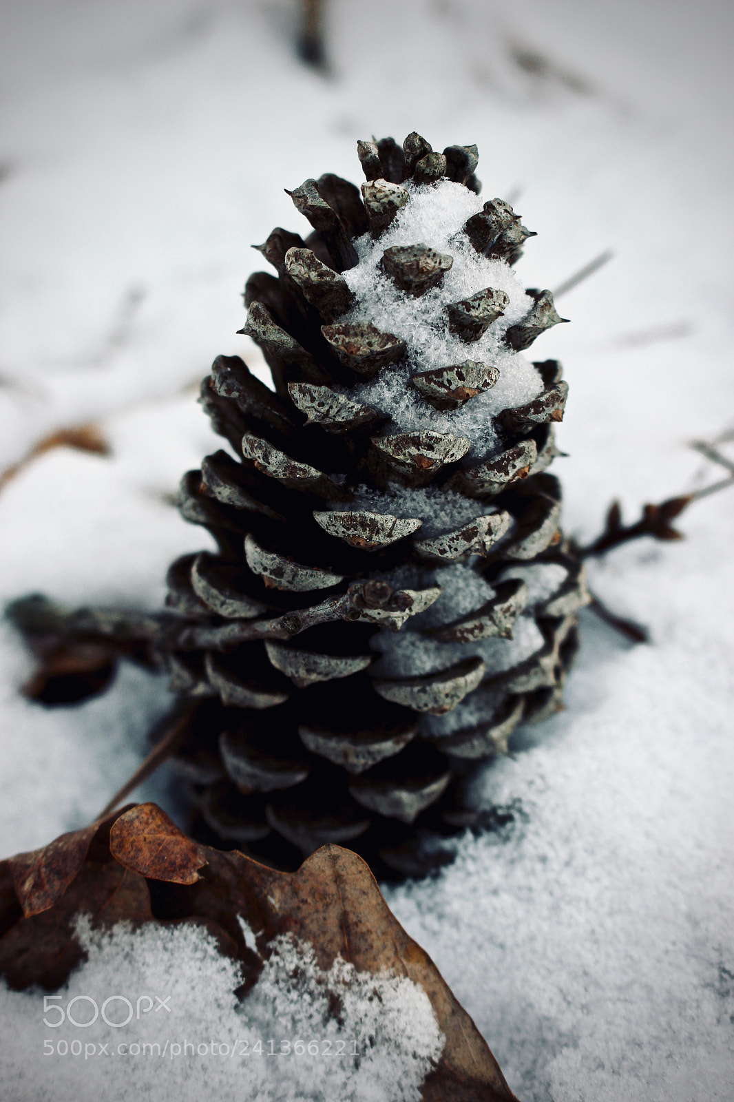 Canon EOS 100D (EOS Rebel SL1 / EOS Kiss X7) sample photo. Winter pine cone photography