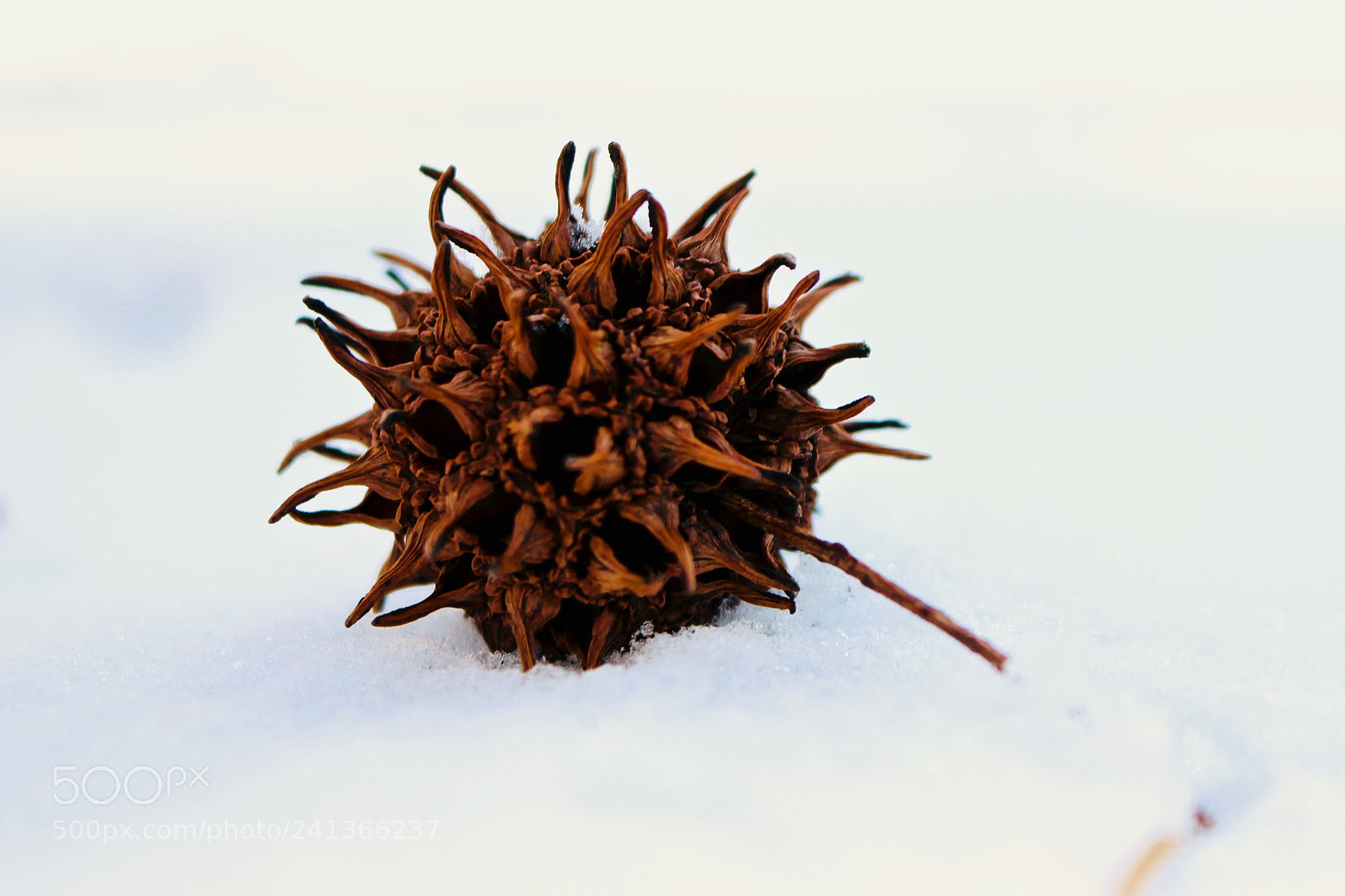 Canon EOS 100D (EOS Rebel SL1 / EOS Kiss X7) sample photo. Frosted sweet gum ball photography