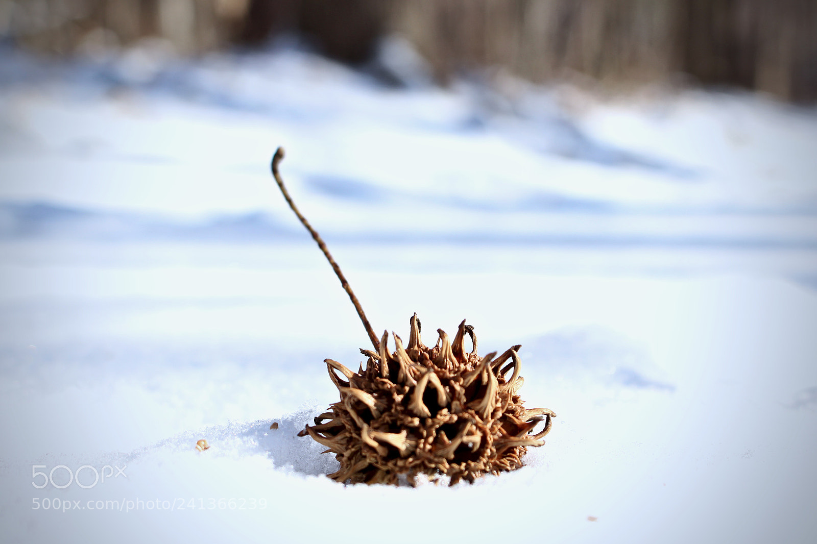 Canon EOS 100D (EOS Rebel SL1 / EOS Kiss X7) sample photo. Frosted sweet gum ball photography