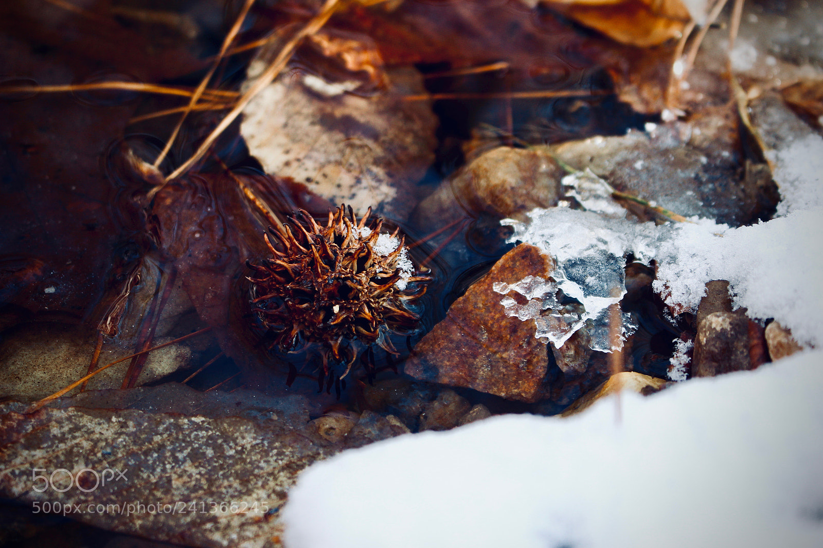 Canon EOS 100D (EOS Rebel SL1 / EOS Kiss X7) sample photo. Frosted sweet gum ball photography