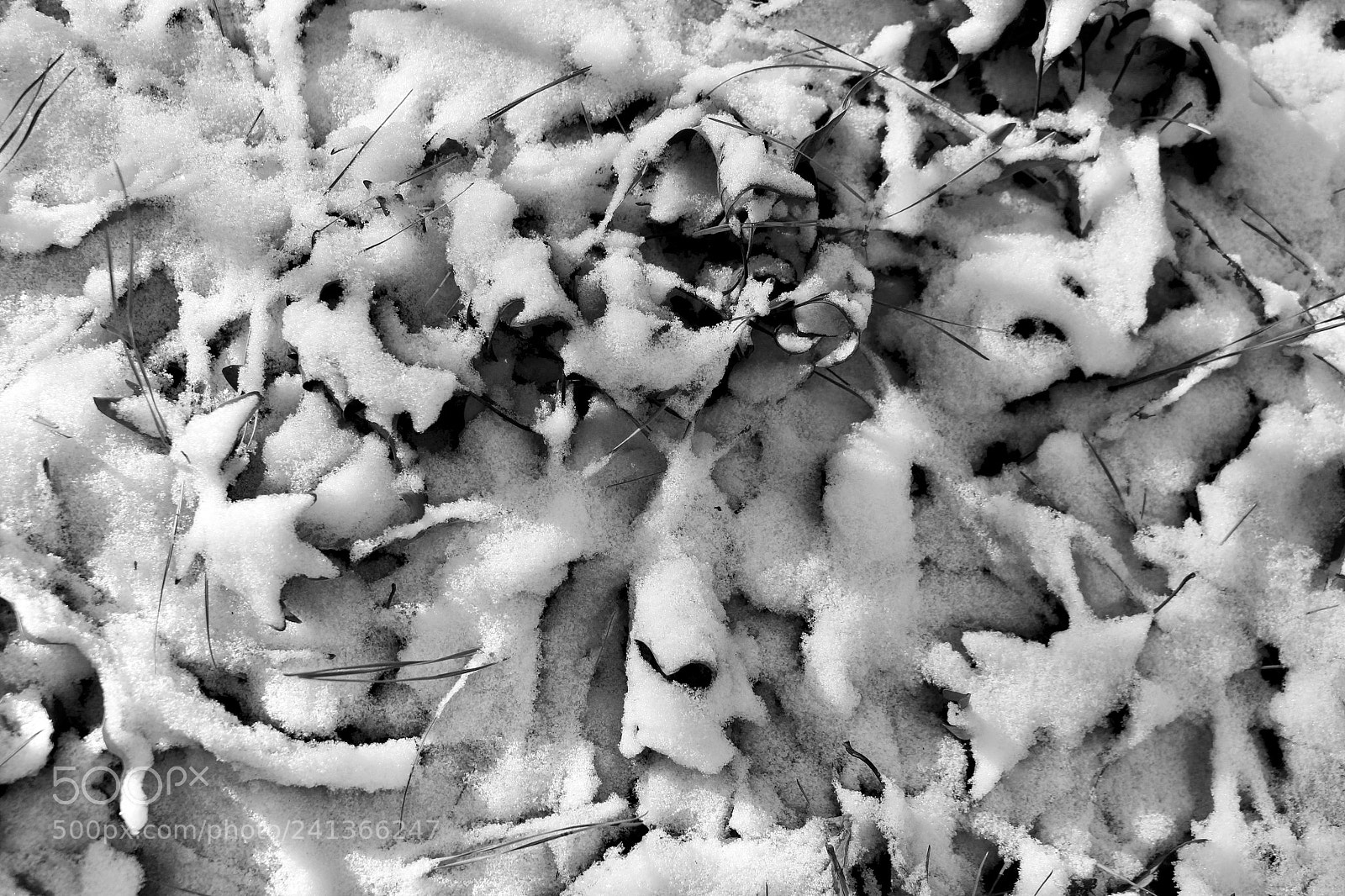 Canon EOS 100D (EOS Rebel SL1 / EOS Kiss X7) sample photo. Snow covered designs photography