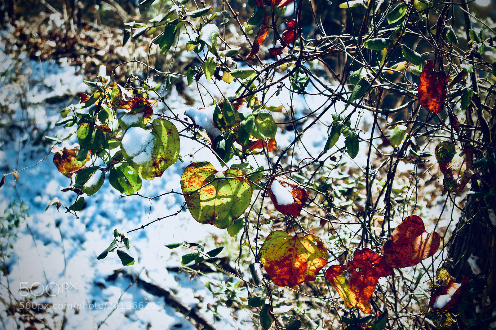 Canon EOS 100D (EOS Rebel SL1 / EOS Kiss X7) sample photo. Touch of color in photography