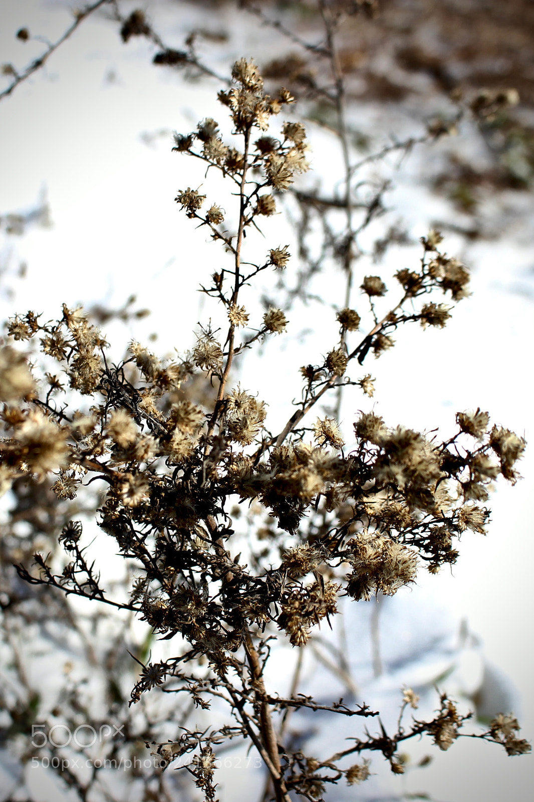Canon EOS 100D (EOS Rebel SL1 / EOS Kiss X7) sample photo. Winter flowers - two photography