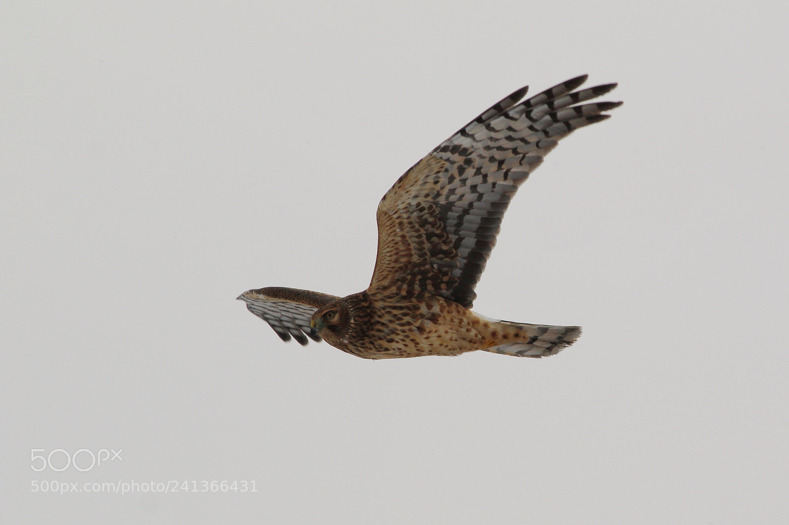 Canon EOS 70D sample photo. Northern harrier photography