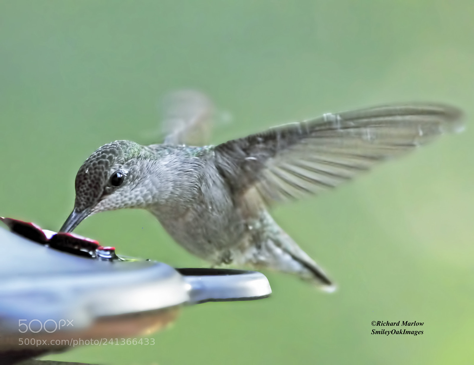 Nikon D5000 sample photo. Hummingbird photography