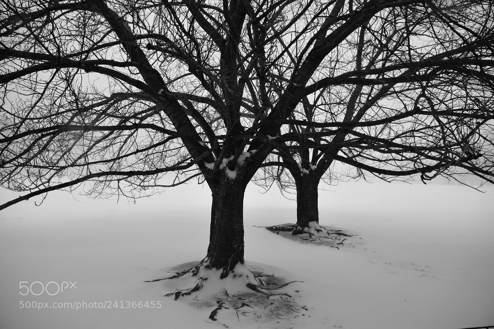 Nikon D7100 sample photo. Branched blizzard photography