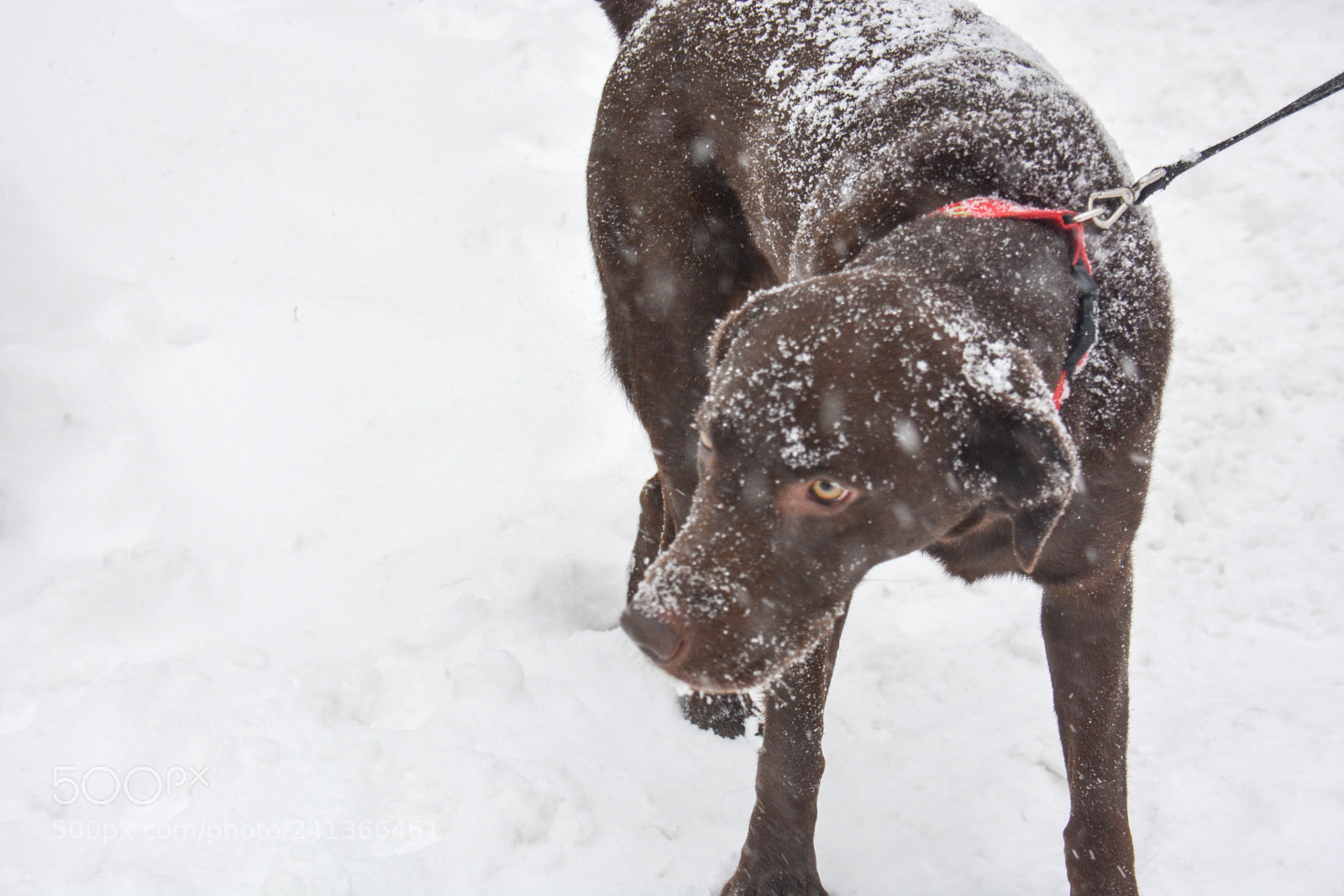 Nikon D7100 sample photo. Staring snowflakes photography