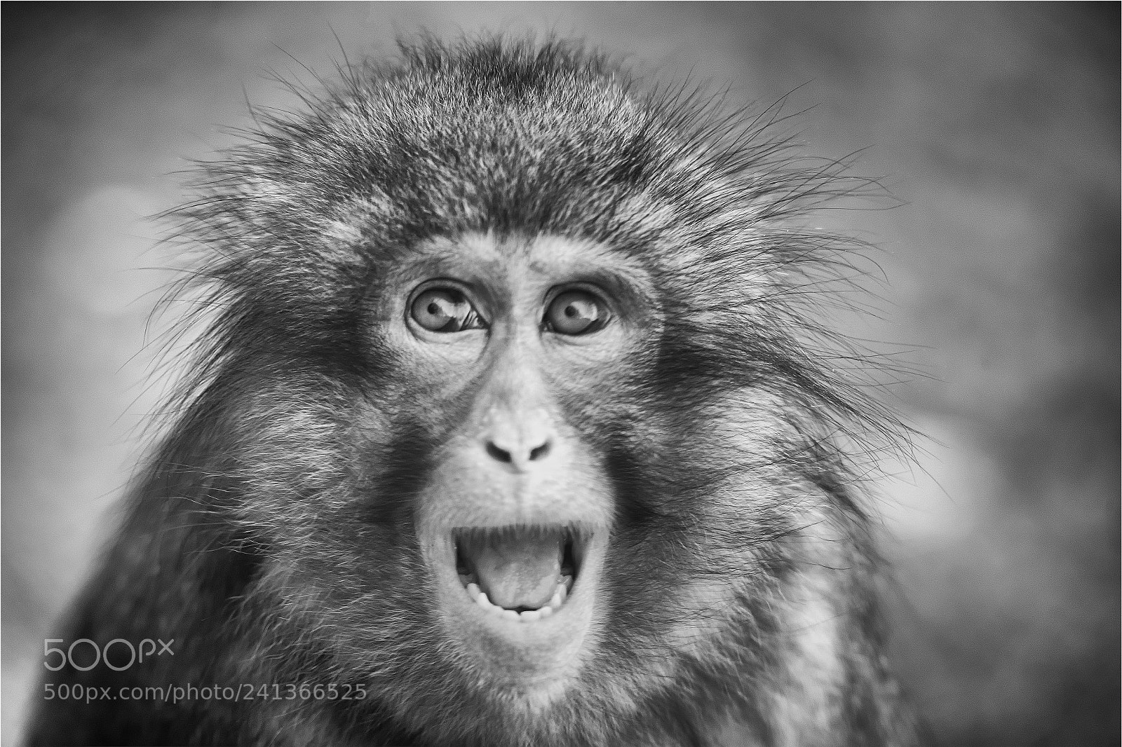 Canon EOS-1D X Mark II sample photo. Japanese snow monkey photography