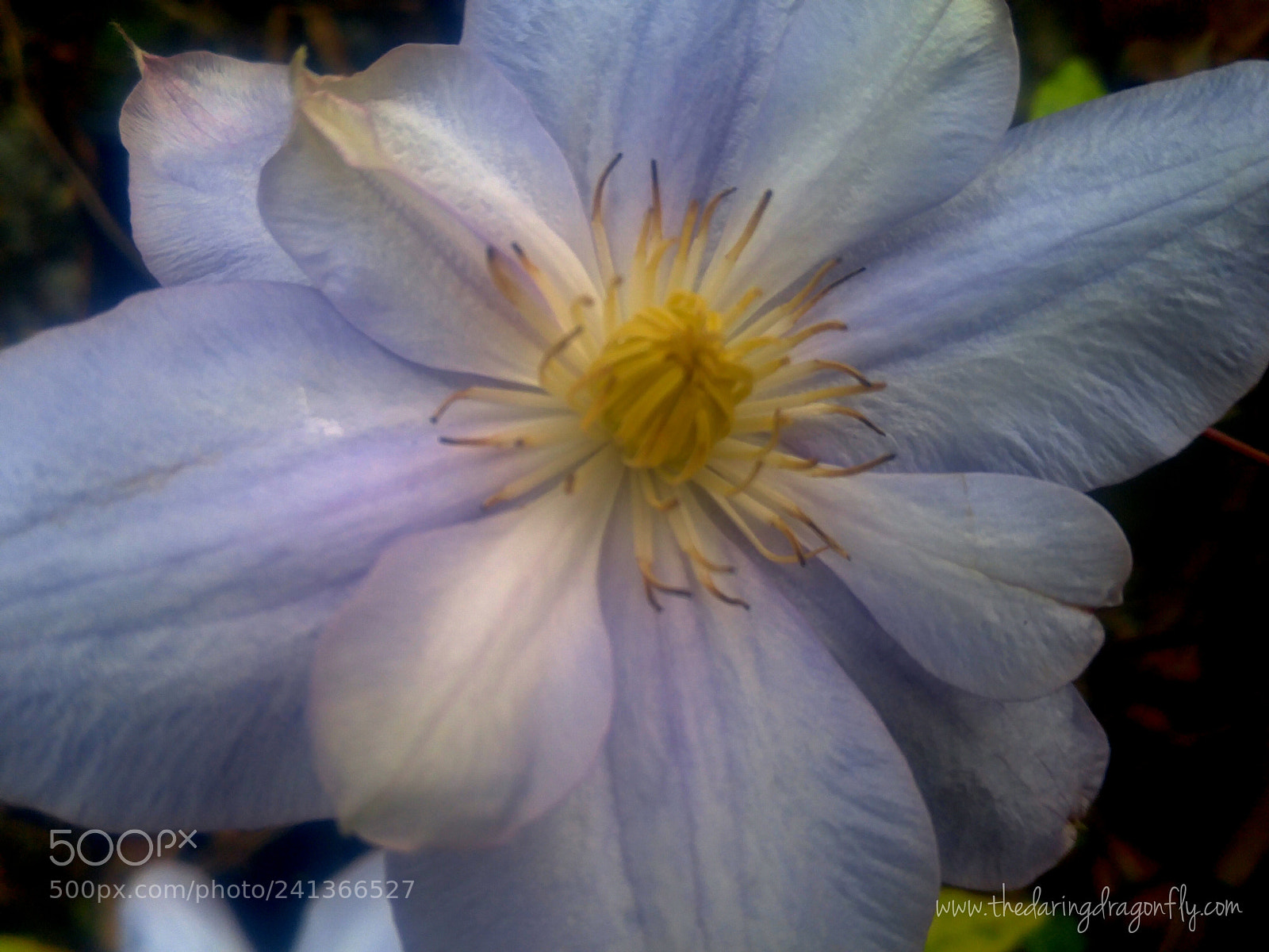 LG G4 sample photo. Lavender clematis flower photography