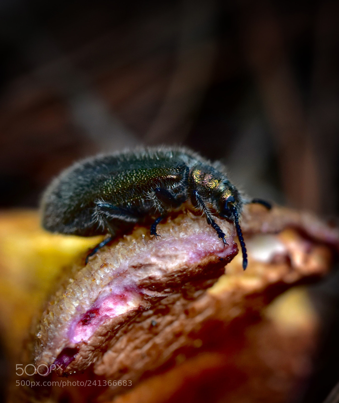 Nikon D7200 sample photo. Fly photography