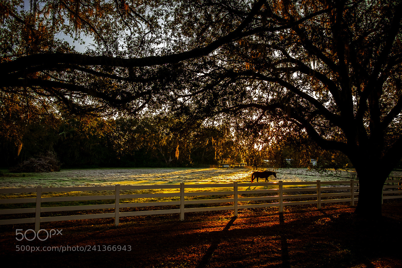 Fujifilm X-T1 sample photo. Horse in sunrise photography
