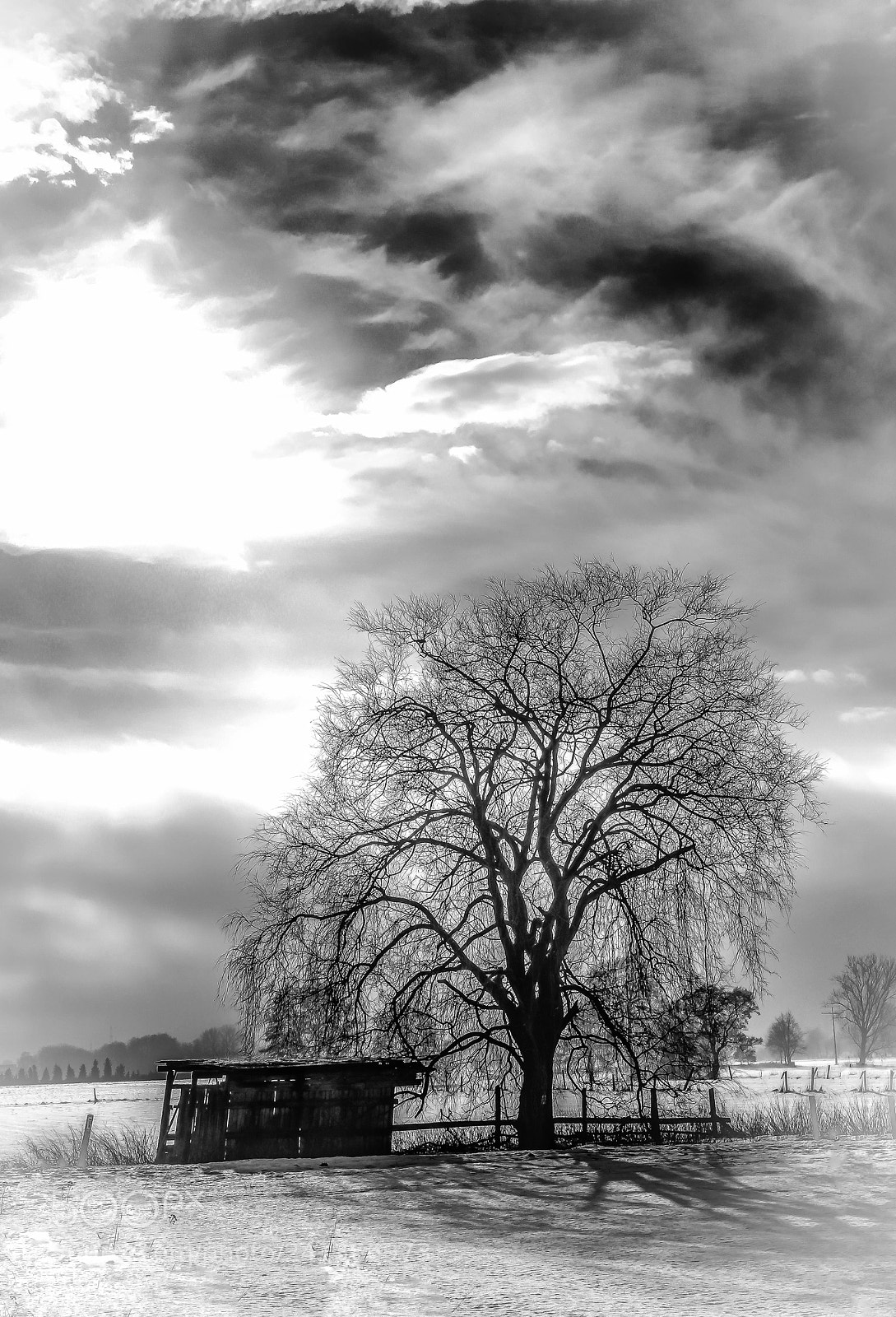 Canon EOS 60D sample photo. Old tree with an photography