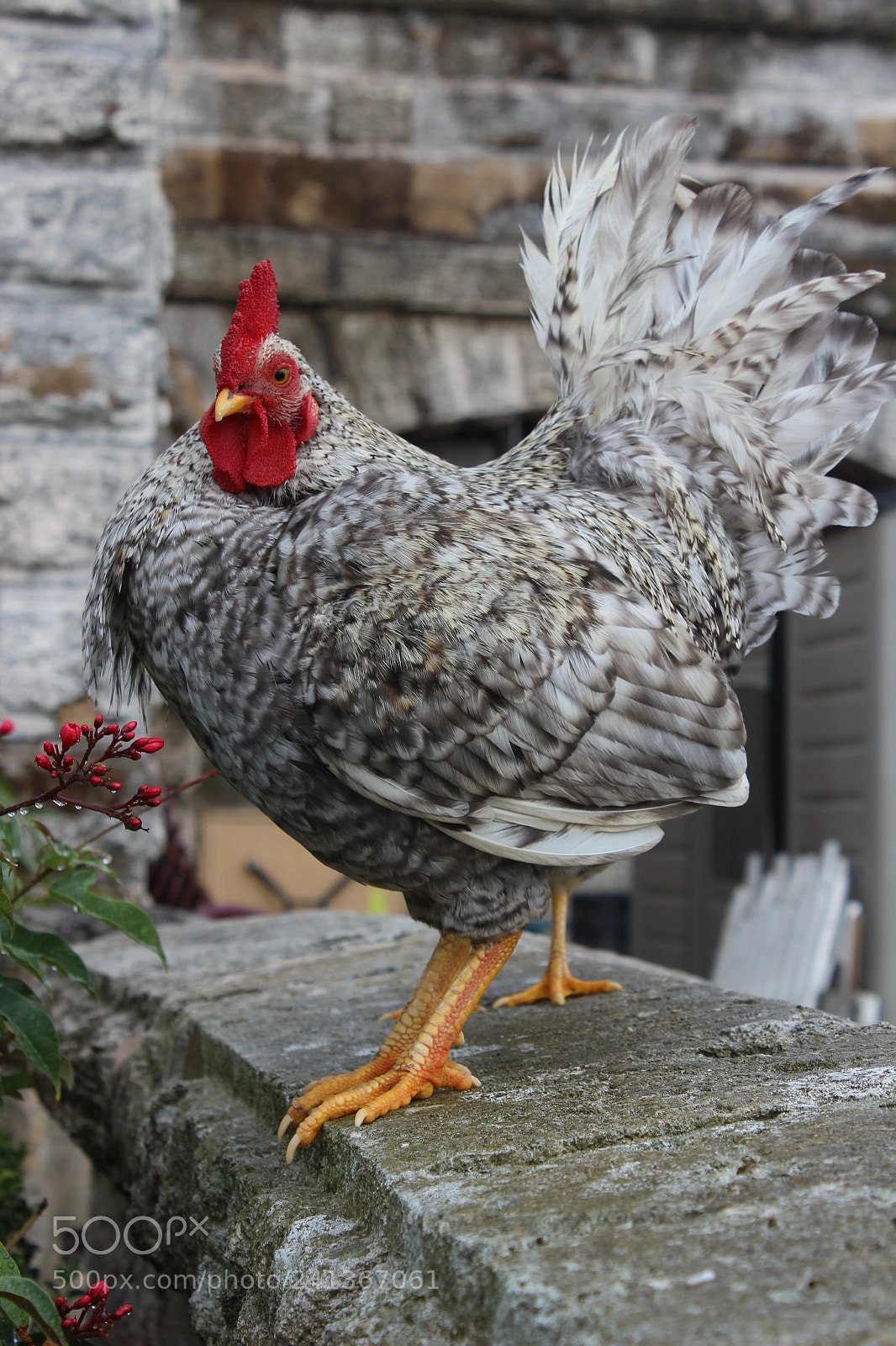 Canon EOS 600D (Rebel EOS T3i / EOS Kiss X5) sample photo. Bermudian rooster photography