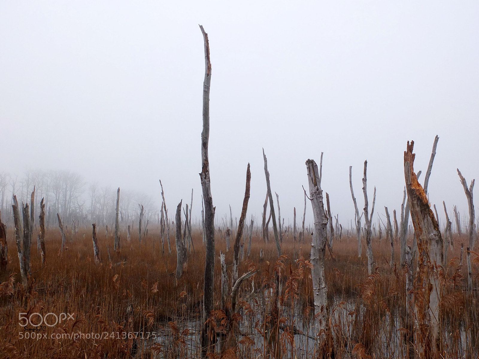 Fujifilm X10 sample photo. Sticks photography