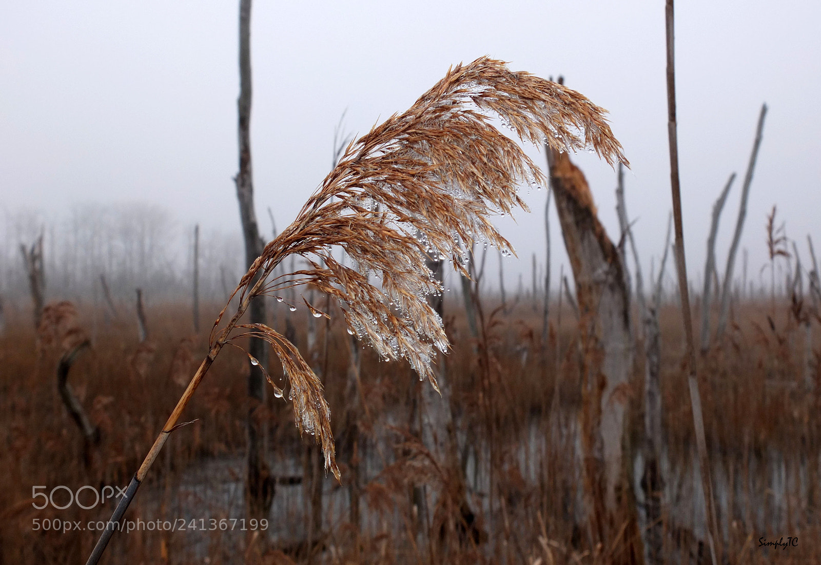 Fujifilm X10 sample photo. Weeping cattail photography