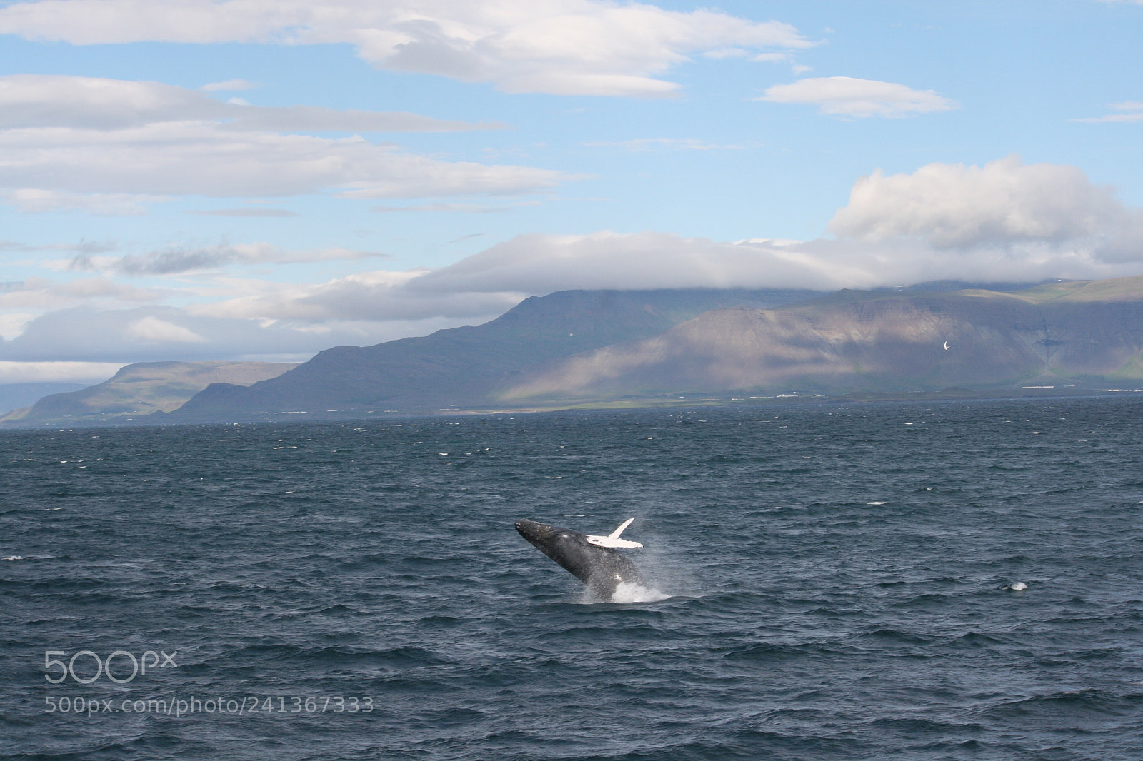 Canon EOS 400D (EOS Digital Rebel XTi / EOS Kiss Digital X) sample photo. Whale photography