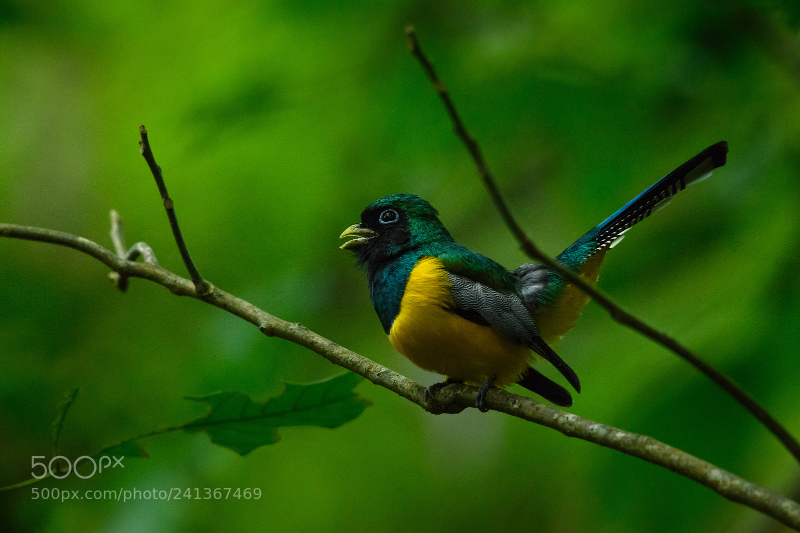 Nikon D850 sample photo. Black throated trogon photography