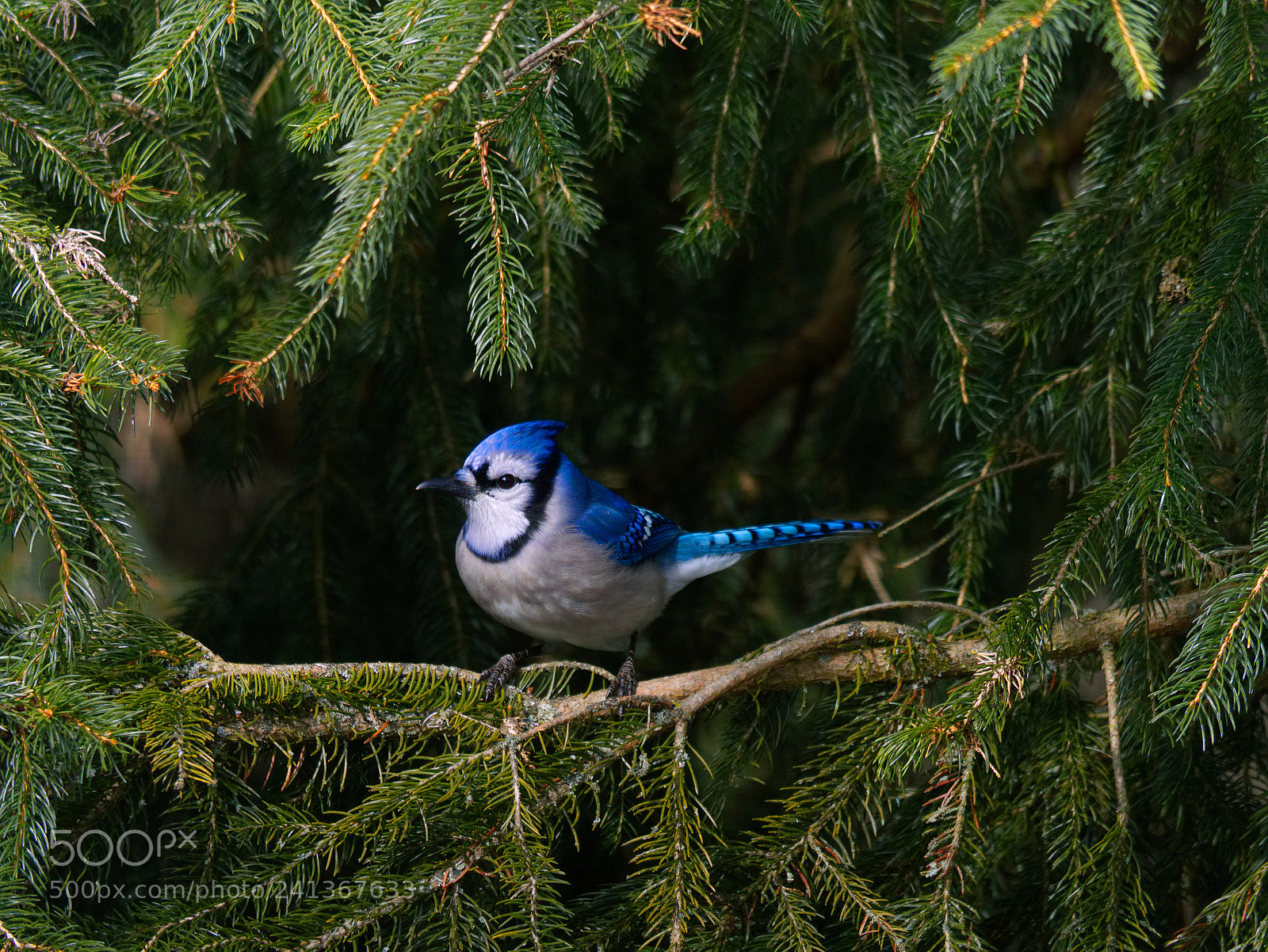 Panasonic Lumix DMC-GX8 sample photo. Blue jay photography