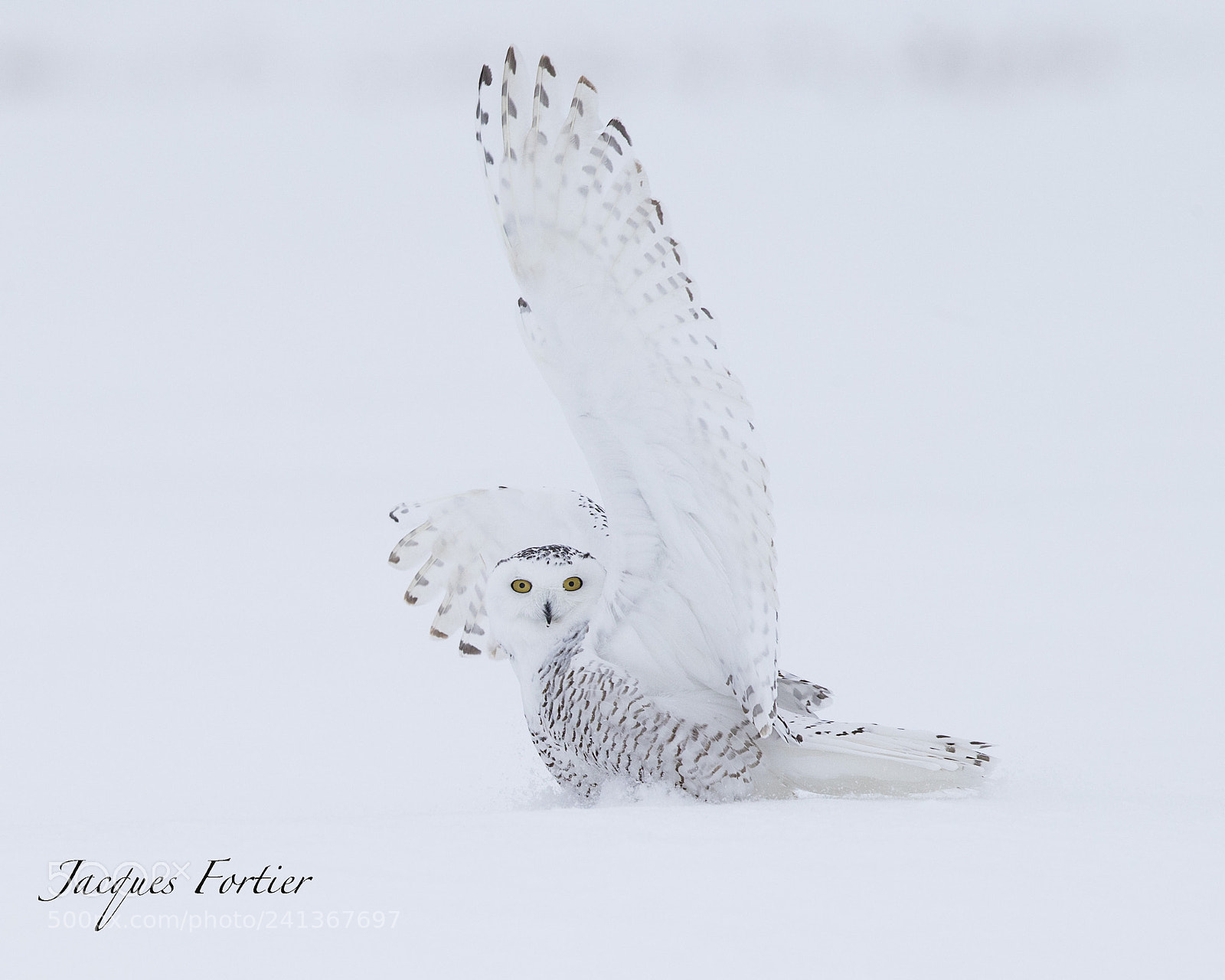 Canon EOS-1D X sample photo. Snow owl photography
