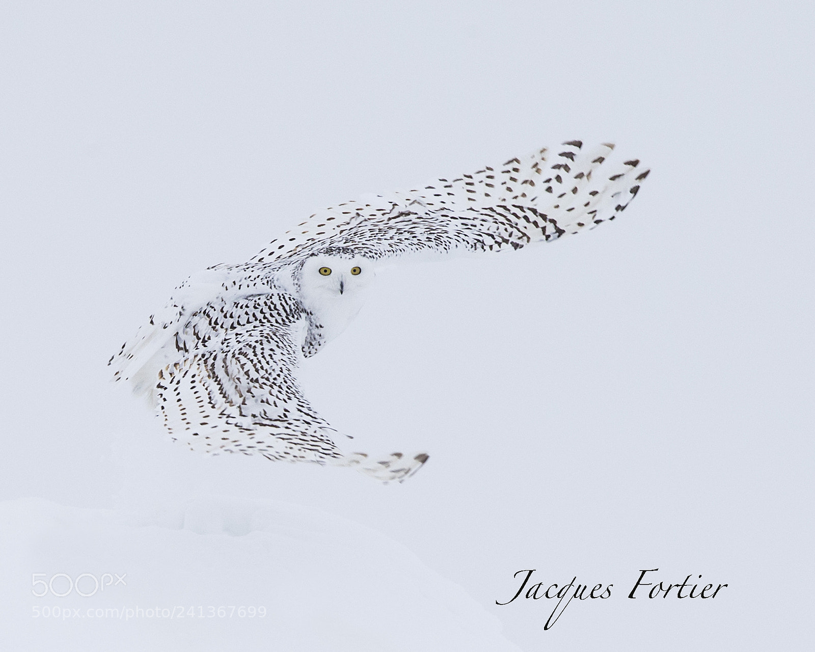 Canon EOS-1D X sample photo. Snow owl photography