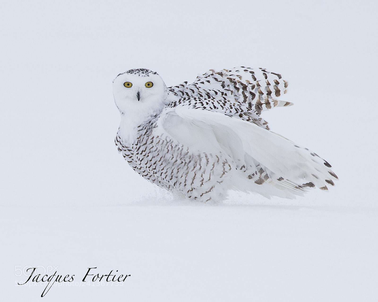 Canon EOS-1D X sample photo. Snow owl photography