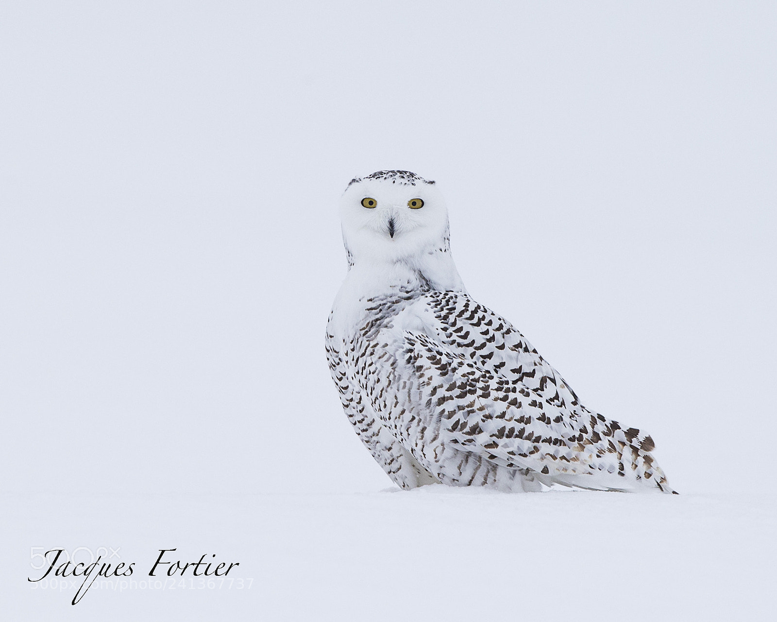 Canon EOS-1D X sample photo. Snow owl photography